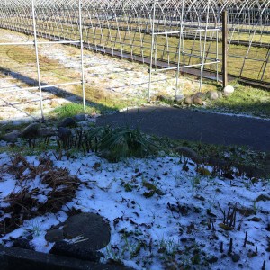 薄っすら白くなりました…。