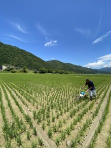 田んぼの中を走り回ります！！