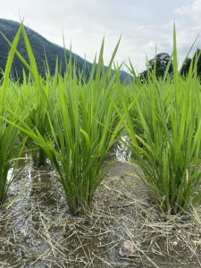 すくすくと成長しています！！