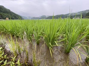 久々の雨・・・